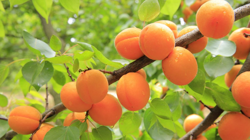 mixed apricots