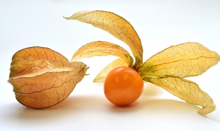 Learning More About Physalis Health Benefits