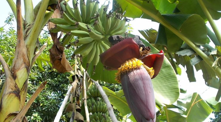 Amazing Health Benefits Of Banana Flowers