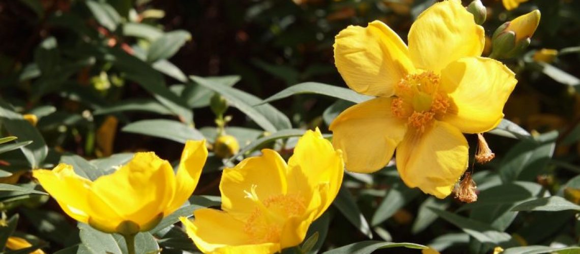 An In-Depth Look At St. John’s Wort Essential Oil